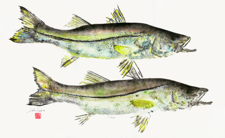 #629 Dbl Snook