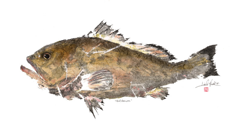 Red Grouper 642