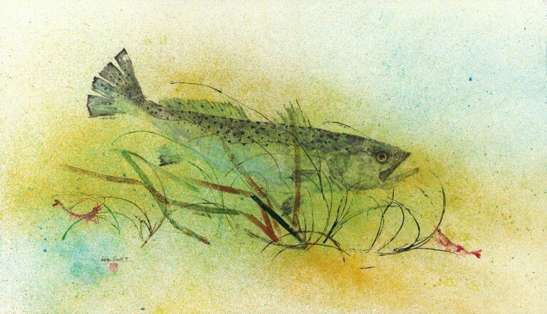 # 464 Sea Trout in Eel Grass