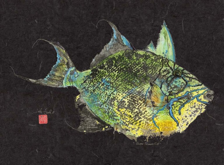 # 819 Queen Triggerfish on Black